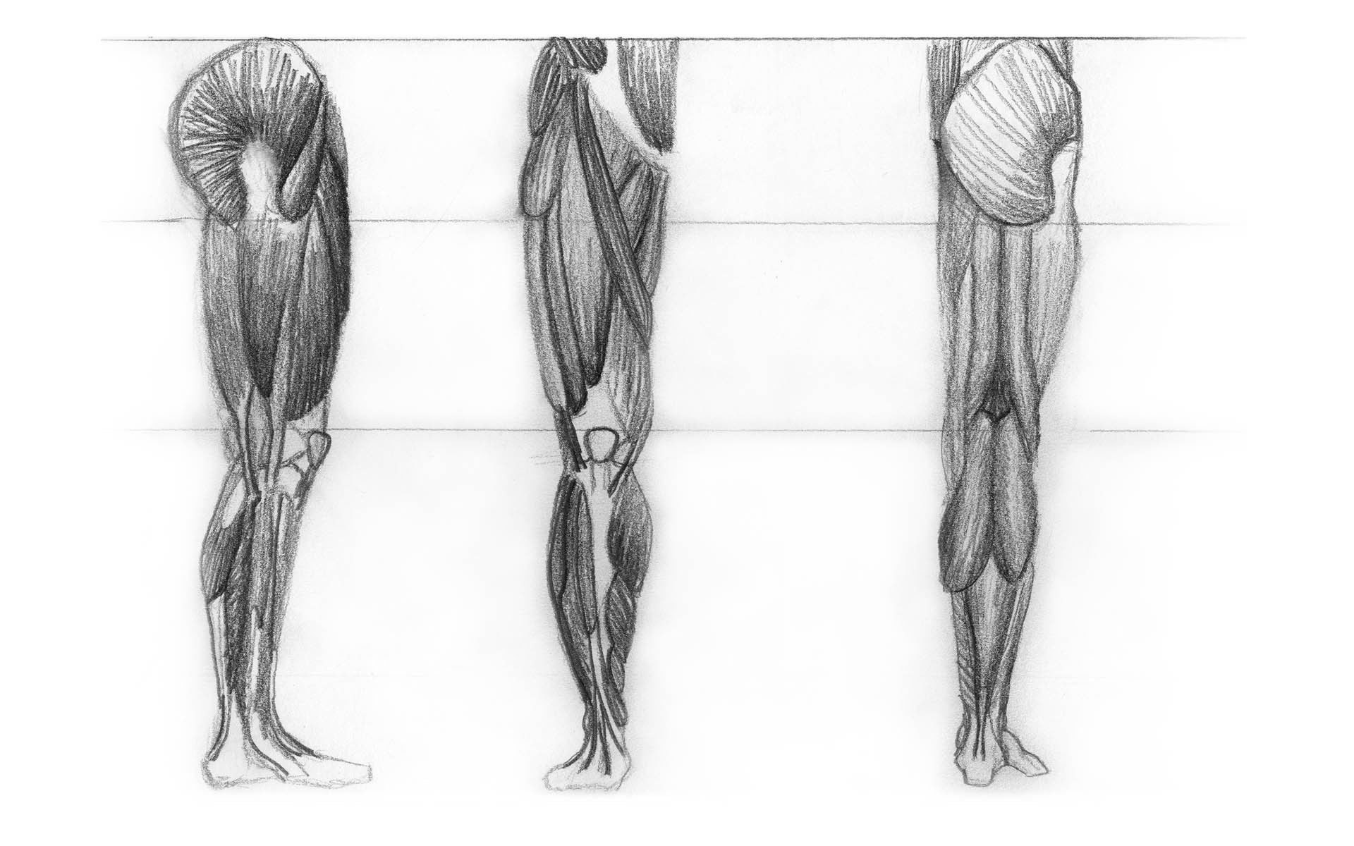Leg musculature study