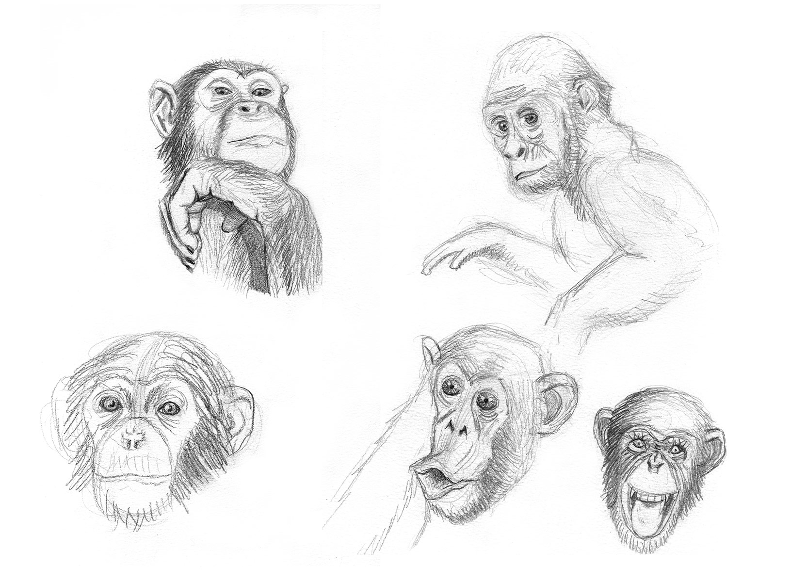Chimpanzee facial expressions
