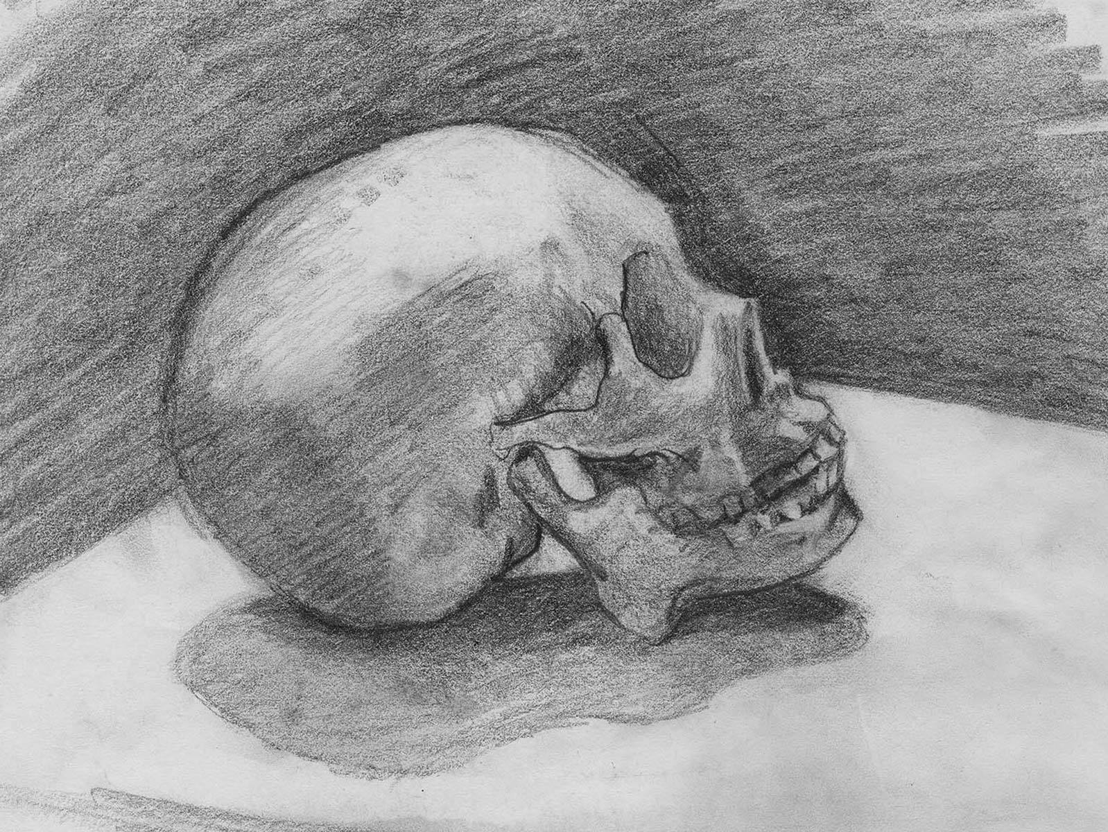 Homo sapien skull