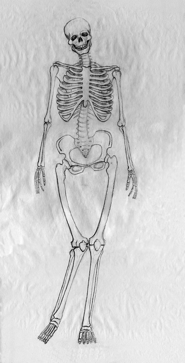 Female skeleton