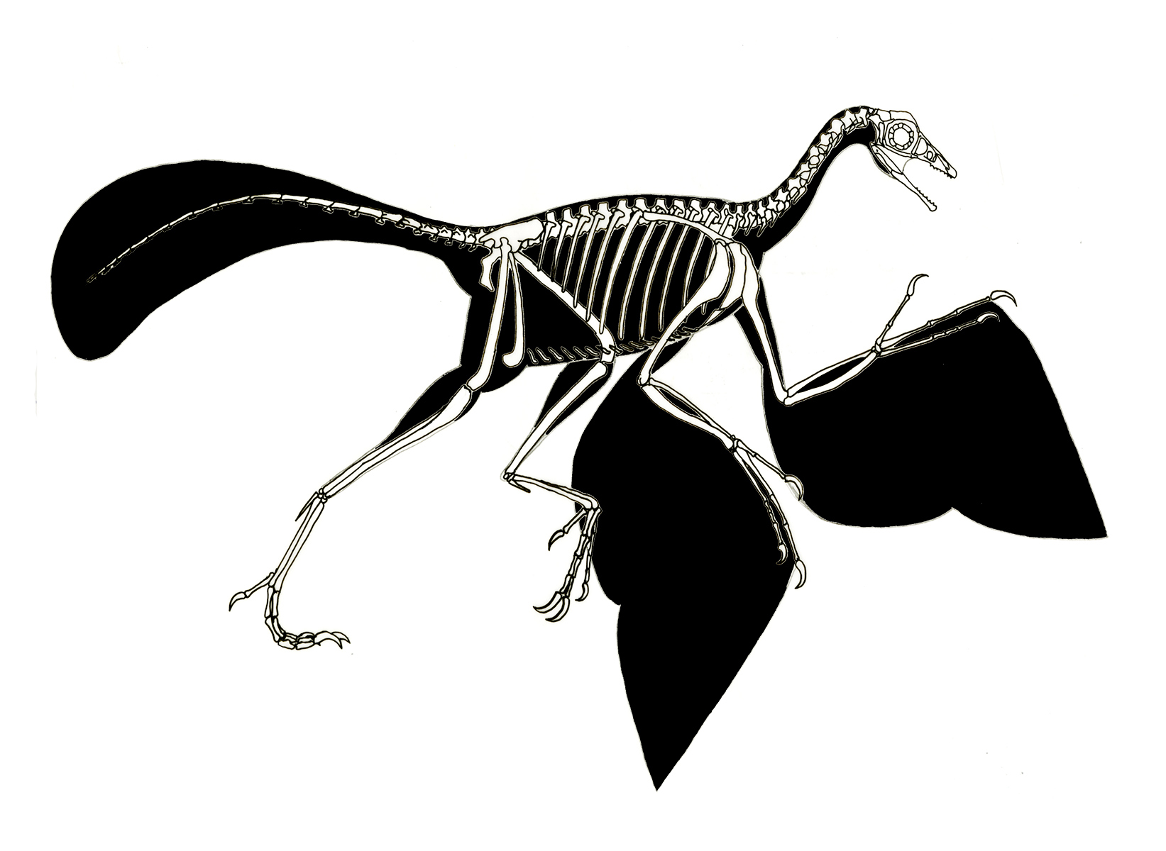 Archaeopteryx