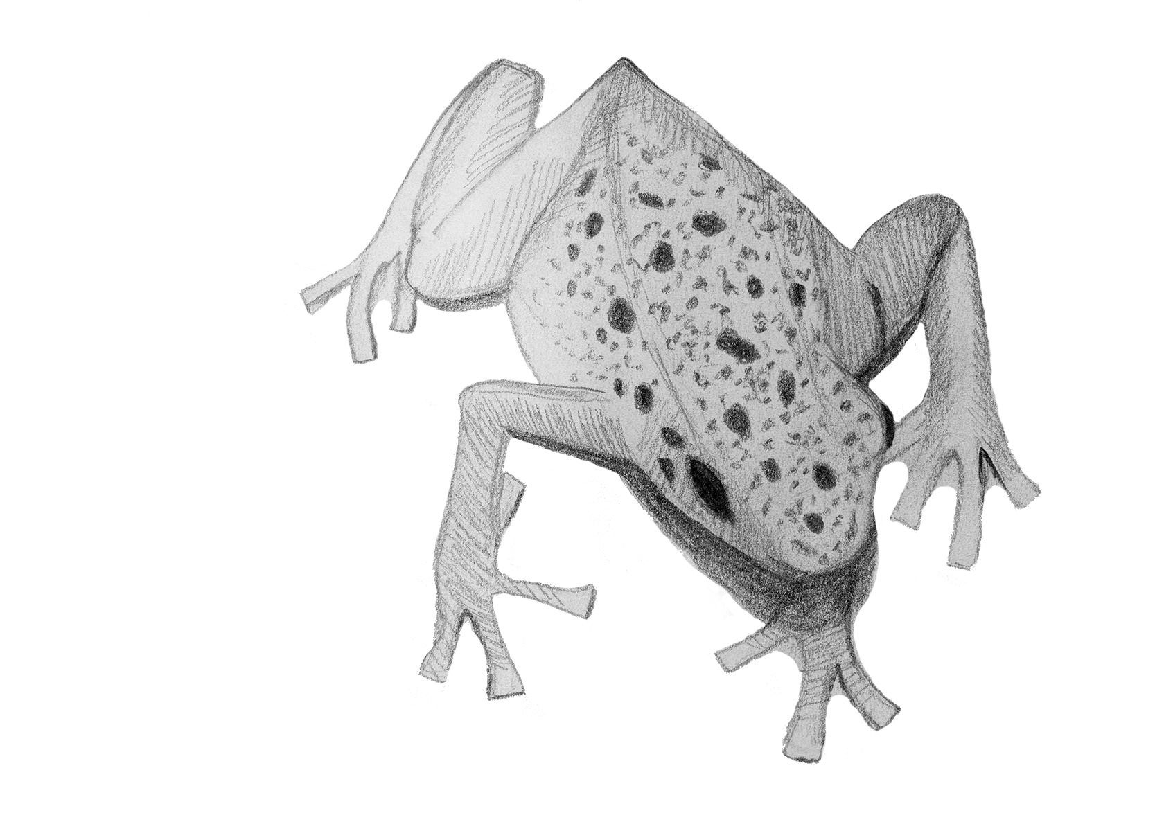 Poison Dart Frog