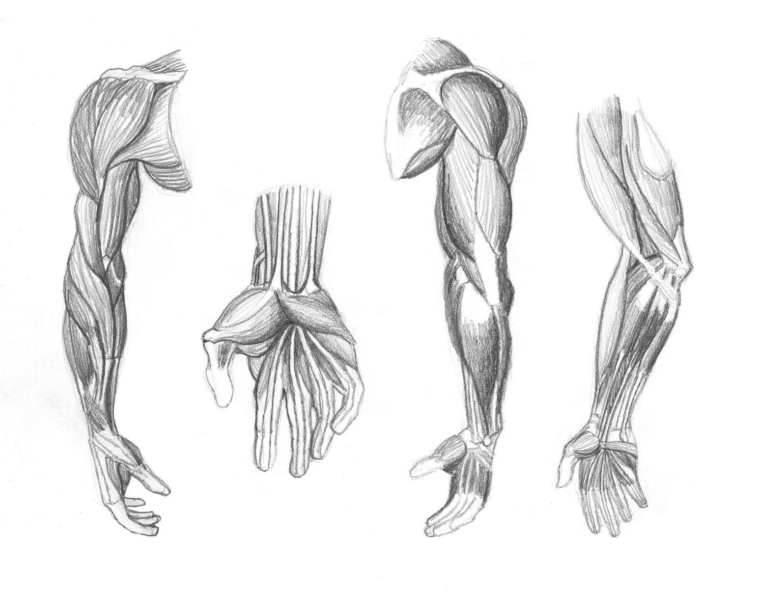 Arm musculature study